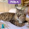 PERLA