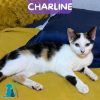 CHARLINE