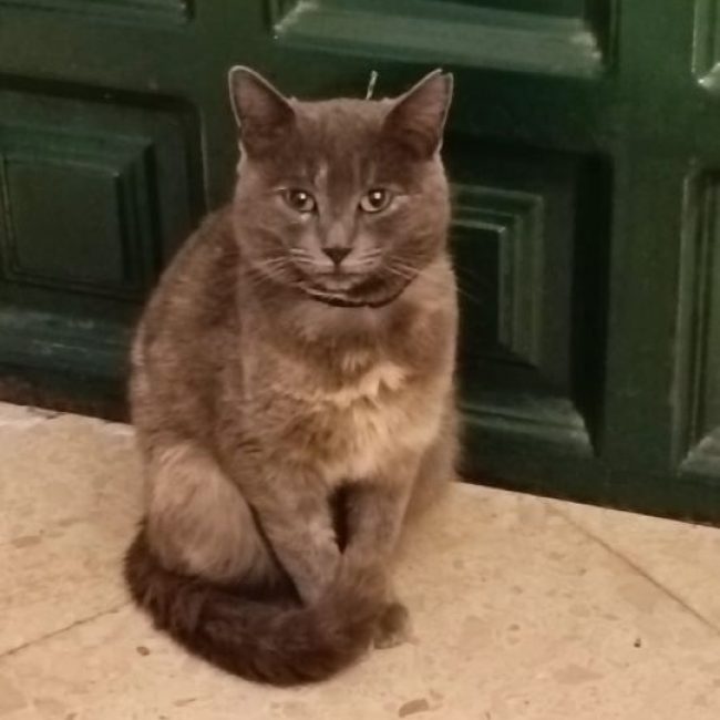 Cloe