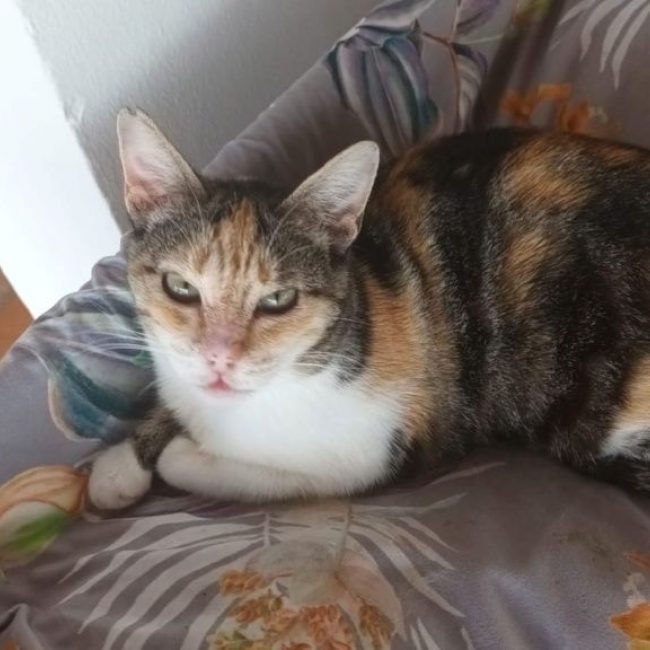 Cloe (tricolore)