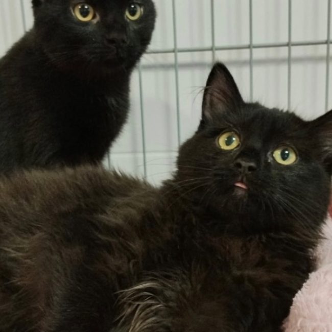 Smoky - Chat Européen à adopter