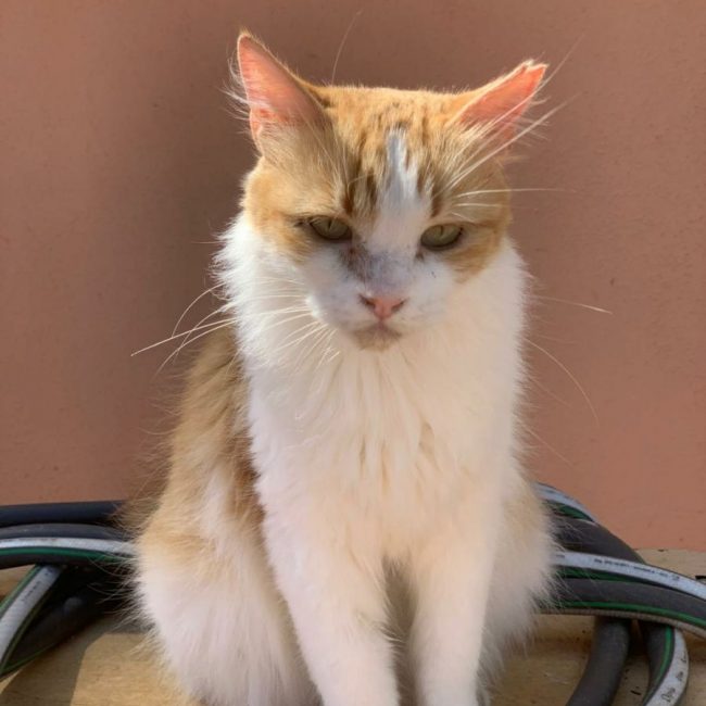 Perla (rousse et blanche) - Chat à adopter