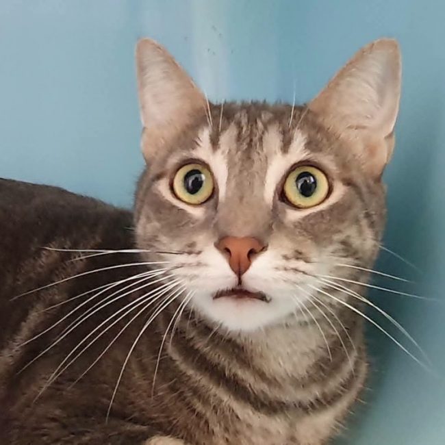 Mio - Chat Européen à adopter