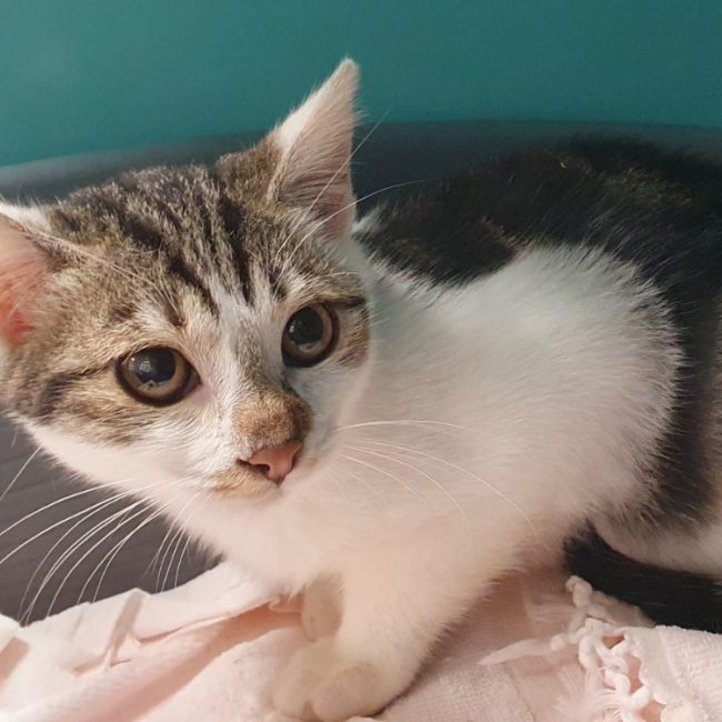 Sofia - Chat Européen à adopter