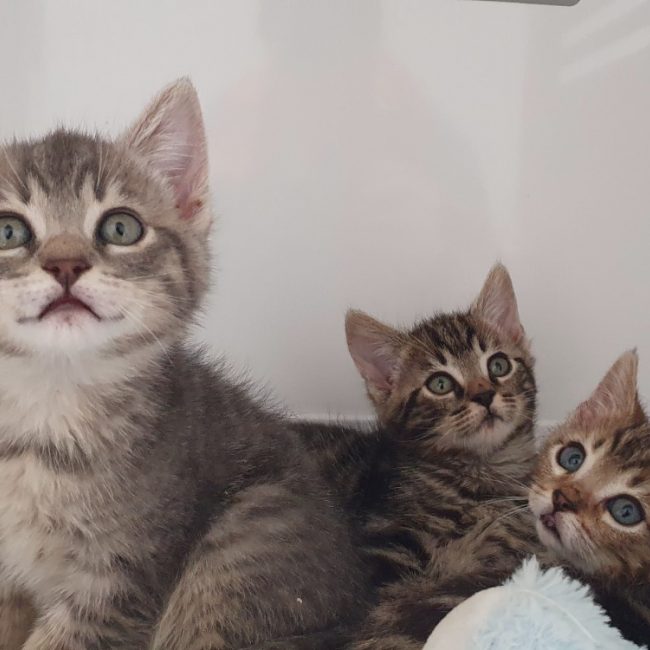 Red - Chat Européen à adopter
