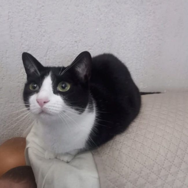 Pasa - Chat à adopter