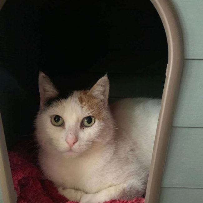 Gloria - Chat à adopter