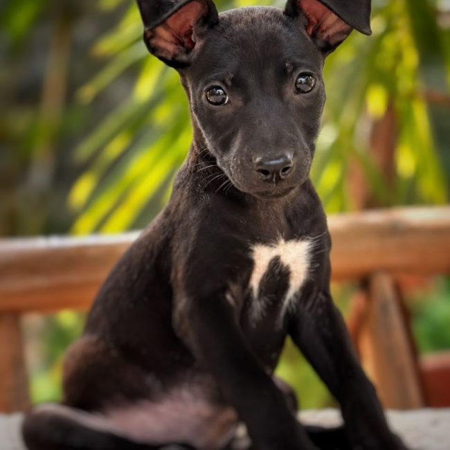 ARYA
