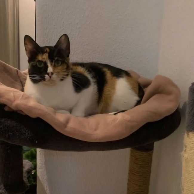 Tortilla