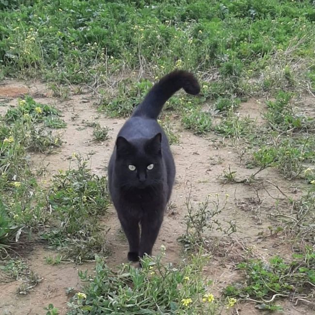 Malva - Chat à adopter