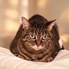 Minette