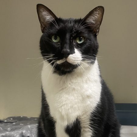 Oliver - Chat Européen à adopter