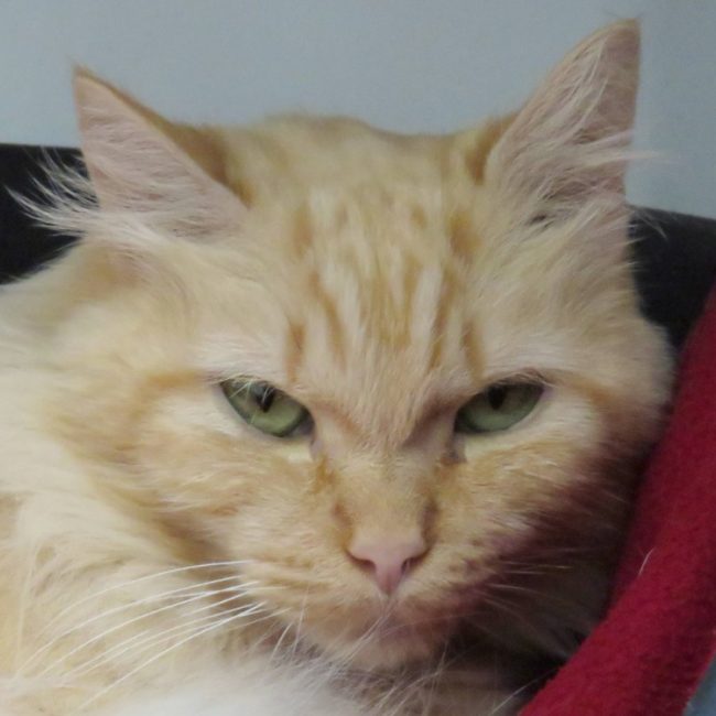 Athena - Chat Européen à adopter