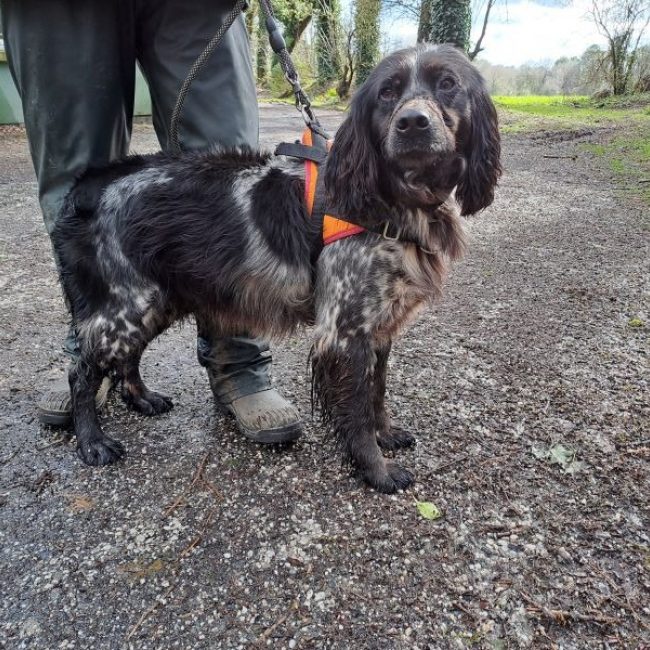 Babar - Chien English-Springer-Spaniel à adopter