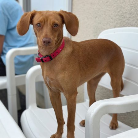 Zooble - Chien à adopter