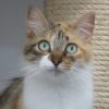 Artemis