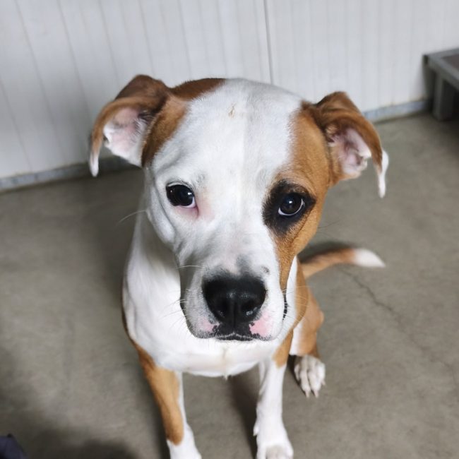 Noccia - Chien à adopter