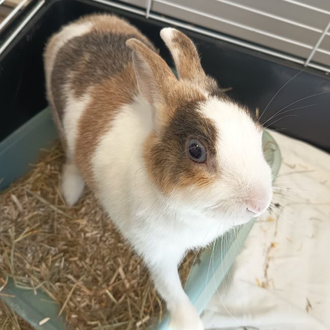 Blue - Rongeur Lapin à adopter