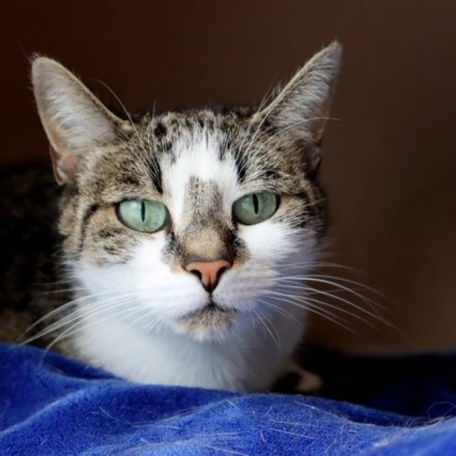 Louna - Chat Européen à adopter
