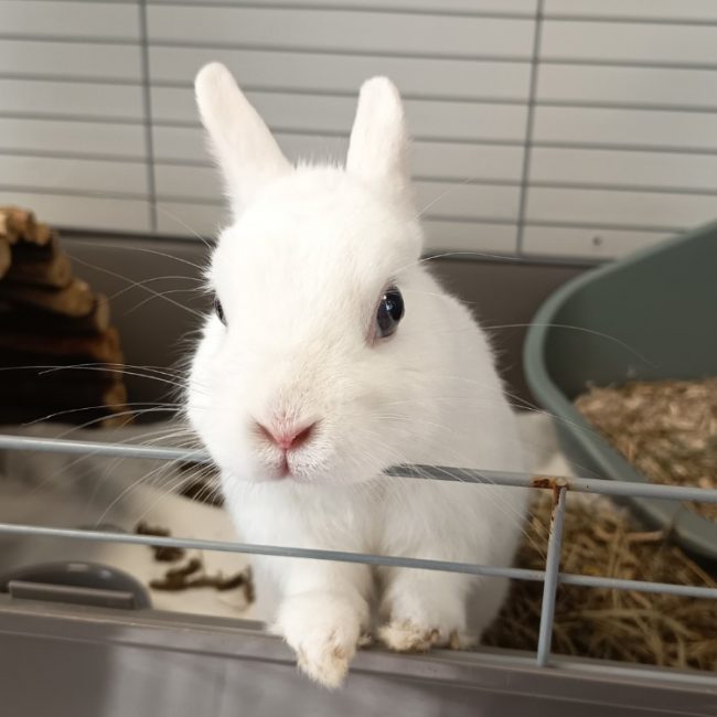 Azur - Rongeur Lapin à adopter
