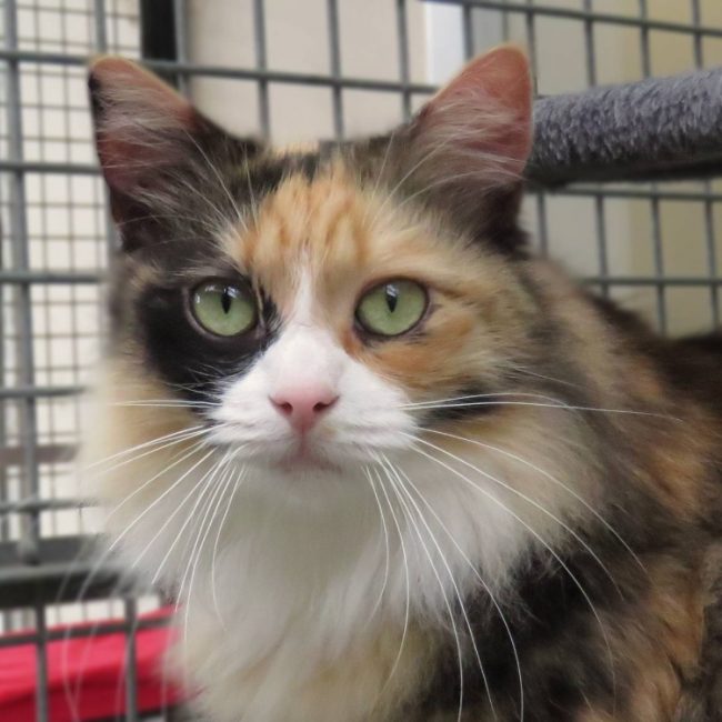 Metis - Chat Européen à adopter