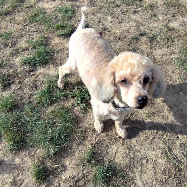 Regina dit margarita - Chien à adopter