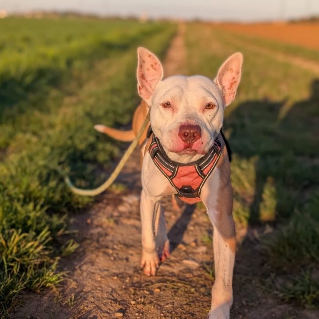 Jerry - Chien Bouledogue Américain à adopter