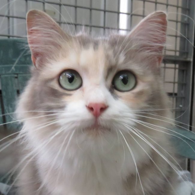 Dione - Chat Européen à adopter