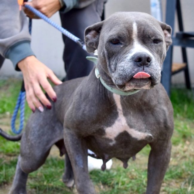 Douma - Chien Boxer à adopter