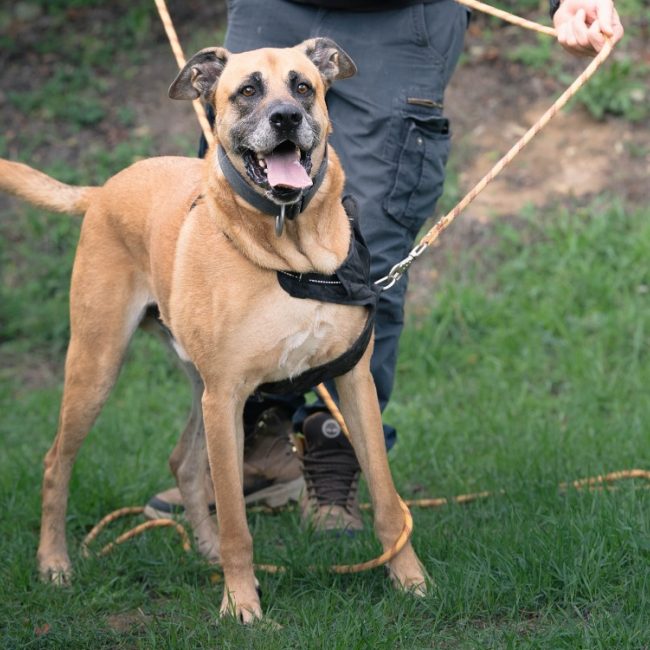 Stick - Chien à adopter