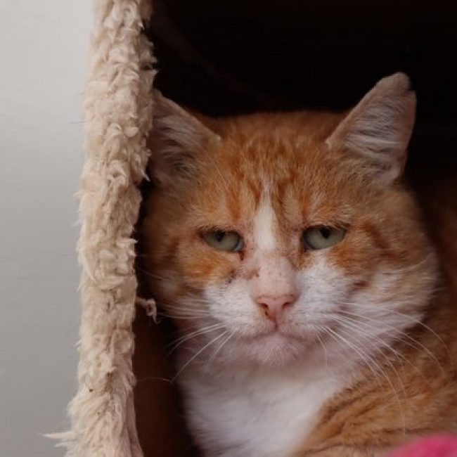 Orlando - Chat Européen à adopter