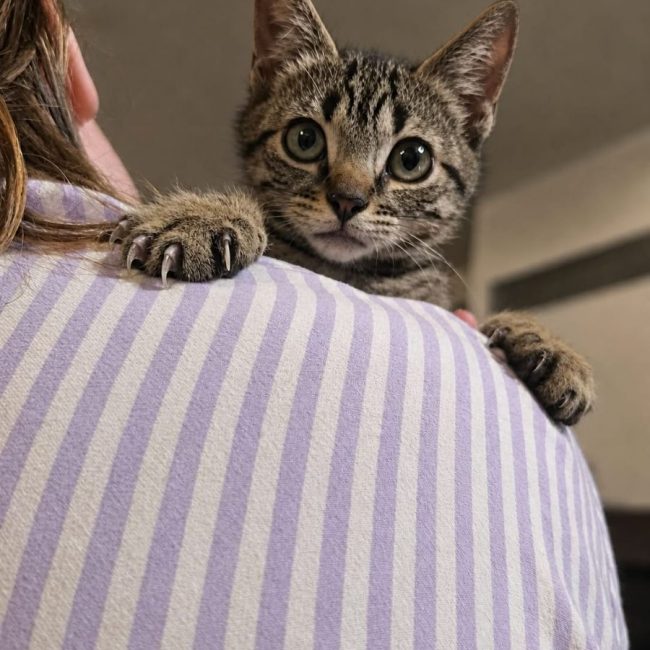 lee - Chat à adopter