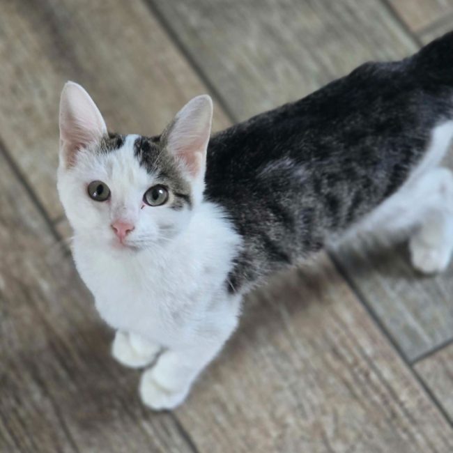 thélio - Chat à adopter