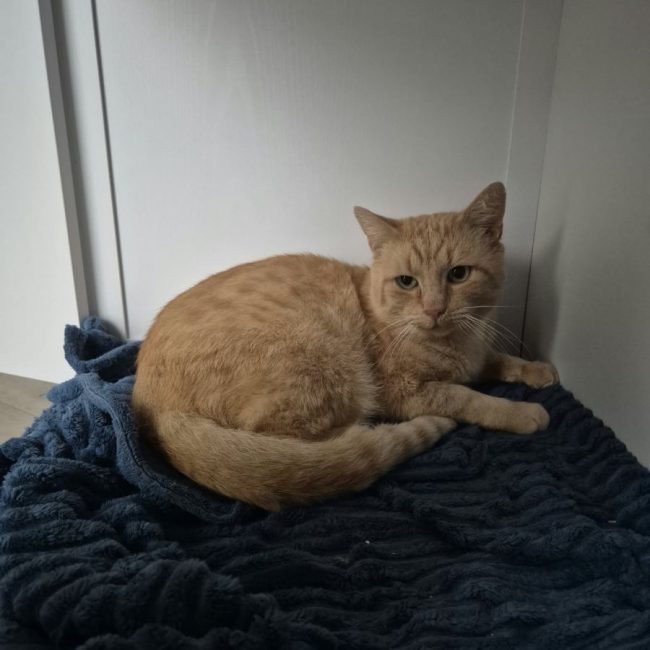 major - Chat à adopter