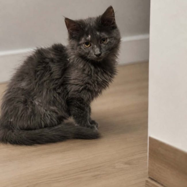 mist - Chat à adopter