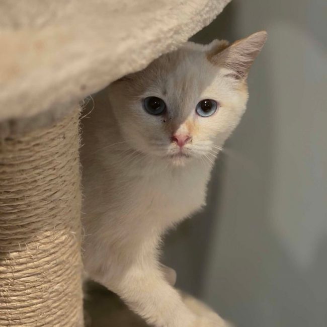 sierra - Chat à adopter