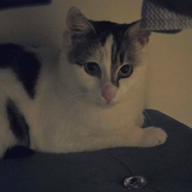 ohana - Chat à adopter