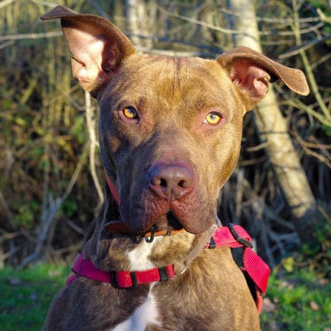 Marcus - Chien à adopter