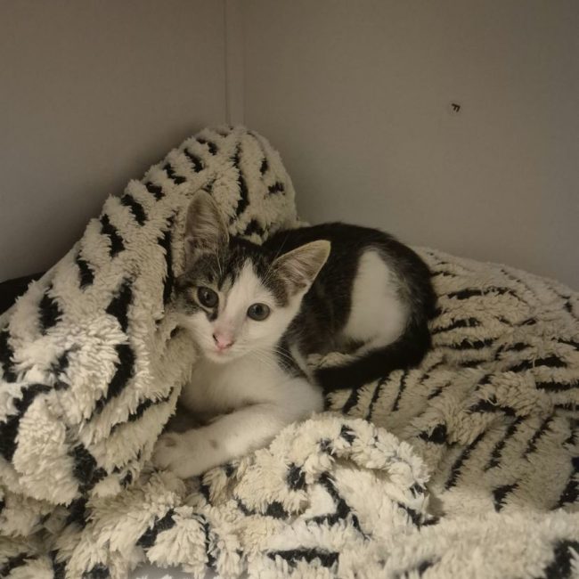 jane - Chat à adopter