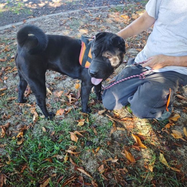Sakura - Chien à adopter