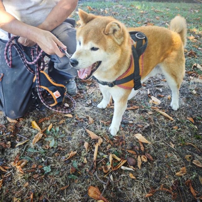 Falco - Chien à adopter