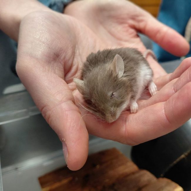 Luno - Rongeur Souris à adopter