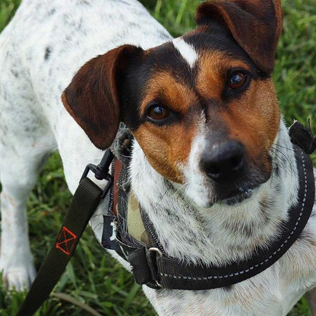 Zulk - Chien à adopter