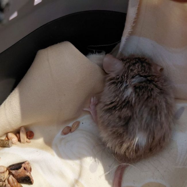 Lottie - Rongeur Souris à adopter