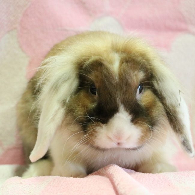 Homer - Rongeur Lapin à adopter