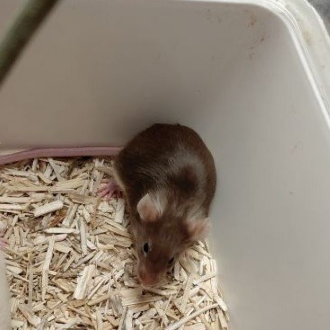 Charlotte - Rongeur Souris à adopter