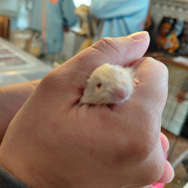Miracle - Rongeur Souris à adopter