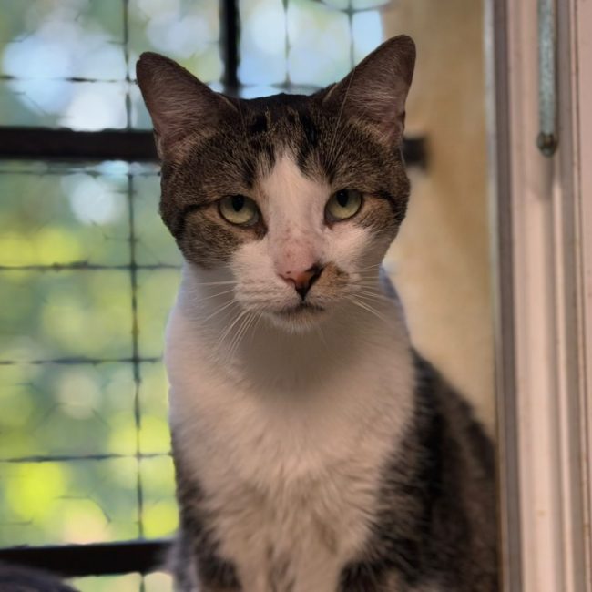 Mist - Chat Européen à adopter