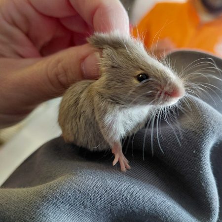 Aude - Rongeur Souris à adopter