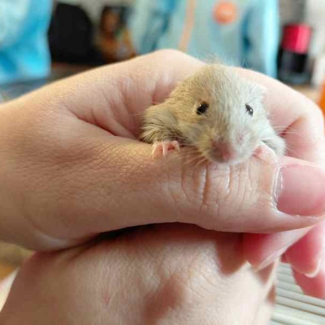 Nancy - Rongeur Souris à adopter